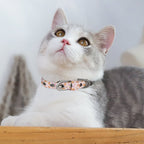 Bearly Adorable Cloth Pet Collar